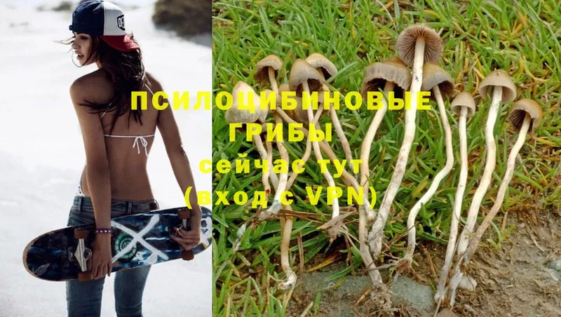 купить   Кемь  Галлюциногенные грибы Cubensis 